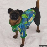 Фото №5 Вязка Пти-брабансон