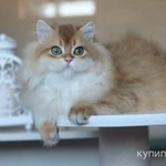 Фото №8 Британский мальчик Юкка