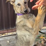 Фото №9 Очаровательная малышка метис