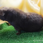 Фото №6 Морская свинка американский тедди