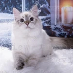 Фото №7 Невские маскарадные котята из питомникаСнежный десант.