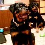 Фото №2 Щенки ротвейлера