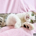 Фото №6 Не просто кошка - королева в добрые руки