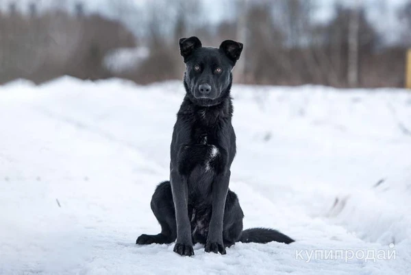Фото Обаятельный пёс Чарли в добрые руки