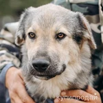 Фото №7 АЛМАЗ ищет ДОМ, 8 мес, 12кг, 30см в холке, Привит.