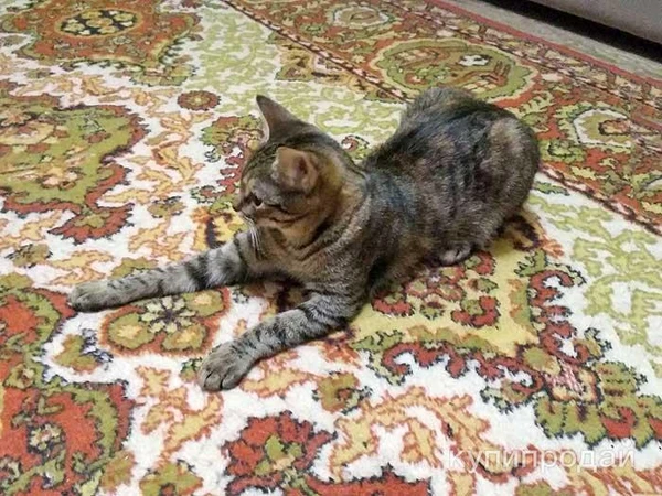 Фото Маленькая королева Кетти в добрые руки