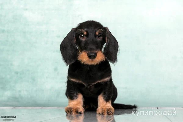 Фото Такса жесткошерстная стандартная - "Из Ново-Переделкино"