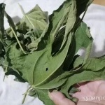 Фото №2 Листья" Фигово дерева". Цена за 100 грамм.