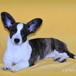 Фото №4 Вельш корги Кардиган - девочка