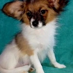 Фото №5 Щенки папийона