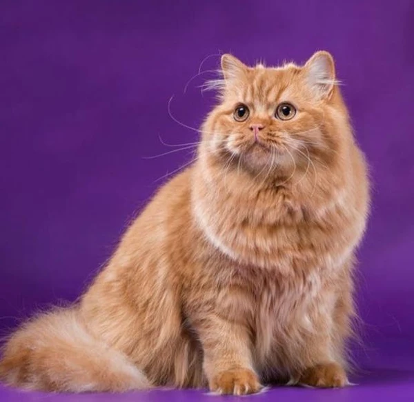 Фото Передержка для кошек