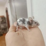 Фото №7 Сатиновые мышки