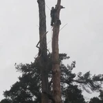Фото №2 Спил и обрезка деревьев