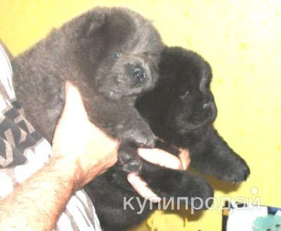 Фото Щенки чау-чау