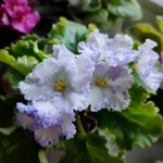 Фото №11 Фиалки