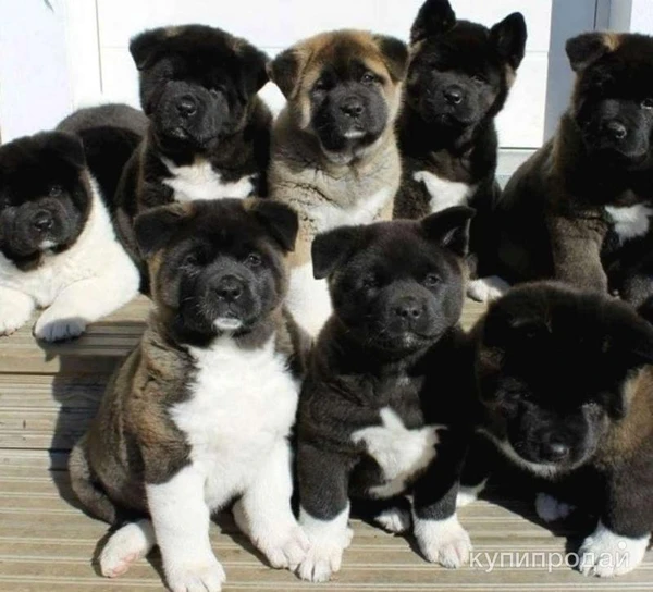 Фото Щенки черной американской Акиты