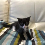 Фото №3 Отдаю котят в добрые заботливые руки