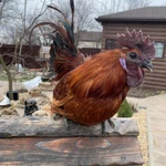 Фото №8 ия лакеданзи. Доставка