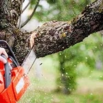Фото №2 Покос травы триммером, спил деревьев, заточка цепей бензопил