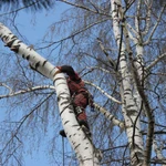 Фото №2 Спил деревьев любой сложности в Старой Руссе