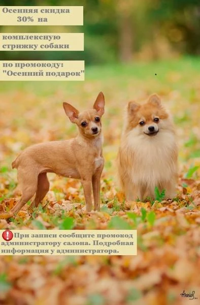 Фото Стрижка собак со скидкой 30% по промокоду