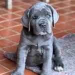 Фото №5 Щенки кане корсо от топ питомника