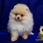 Фото №5 Щенок шпица- девочка