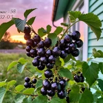 Фото №3 Загородный дом с отоплением и дачный домик на Монтажном в Пензе