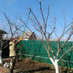 Обрезка плод деревьев, хвойников, дек.Опрыскивание