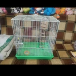 Фото №2 Когтеточка большая