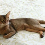 Вязка с абиссинским котом - чемпионом
