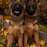 Фото №3 Щенки немецкой овчарки