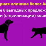 кастрация (стерилизация) кошек  и котов