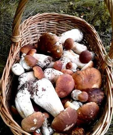 Фото Белые грибы
