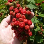 Фото №6 саженцы ежевики сорт Дойл