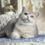 Фото №10 Британская девочка Виолетта