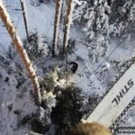 Фото №6 ВАЛКА СПИЛ ДЕРЕВЬЕВ. РАСЧИСТКА УЧАСТКОВ. В УСЛОВИЯХ ОГРАНИЧЕННОГО ПРОСТРАНСТВА.