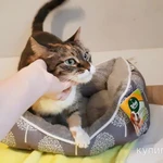 Фото №6 Ласковая трехцветная кошка Триша ищет добрую семью!