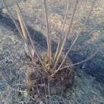 Фото №4 Клен Гиннала (татарский)