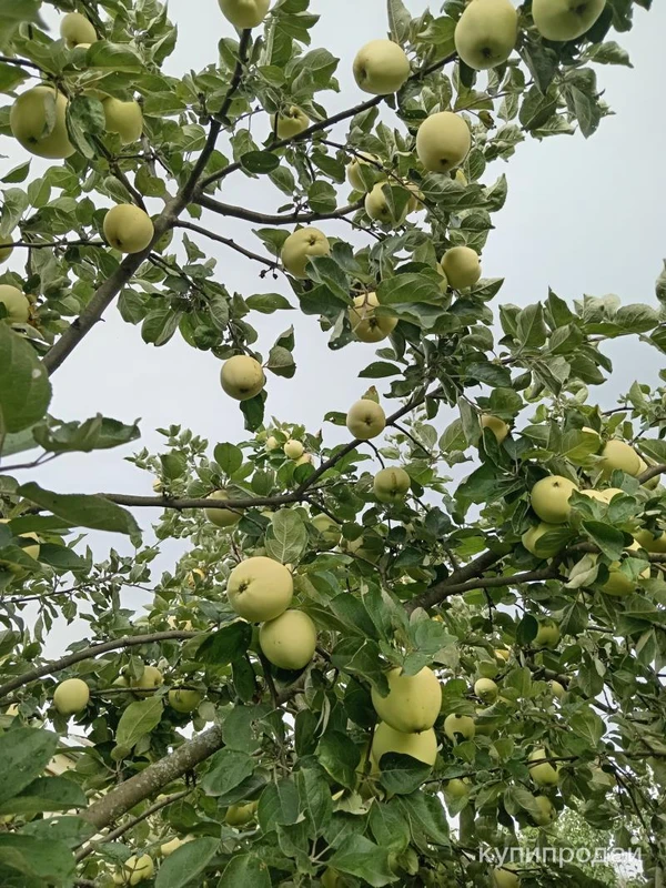 Фото яблоки белый налив