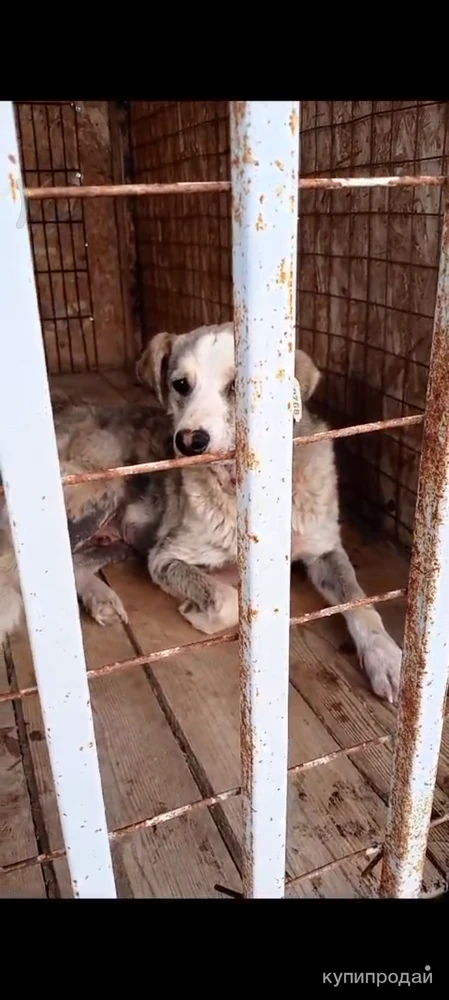 Собаке шанс на жизнь