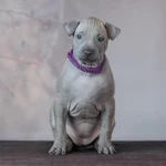 Фото №2 ЩЕНКИ ТАЙСКИХ РИДЖБЕКОВ