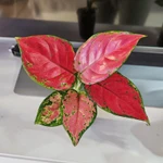 Фото №5 Аглаонема