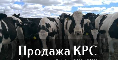 Фото Продаем крупно рогатый скот живым весом - Племенные нетели м