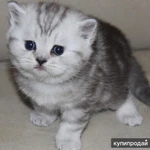 Фото №8 Британские и шотландские котята различных окрасов! Питомник кошек "Silver Sharm"