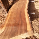 Фото №4 Акация, дуб, ясень, карагач пиломатериалы, кругляк оптом от производителя.