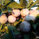 Фото №8 Саженцы плодовых растений