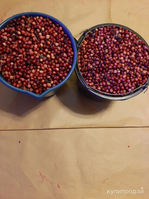 Фото Клюква свежая, Кг