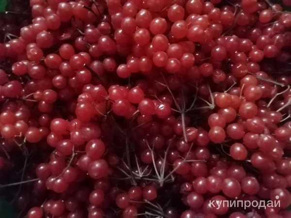 Фото Ягода калина