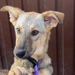 Фото №2 Очаровательная малышка метис